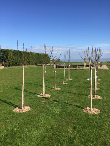 Plantation d'un verger - Cancale - Chevallier Paysage